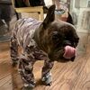 frenchieowner